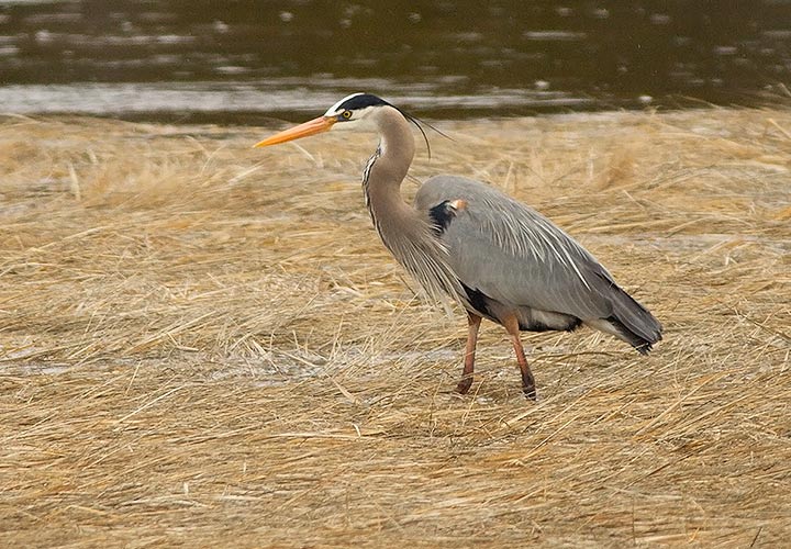 Great Blue Heron