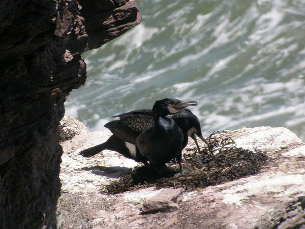 Great Cormorant