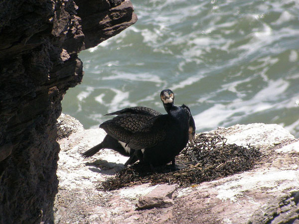 Great Cormorant
