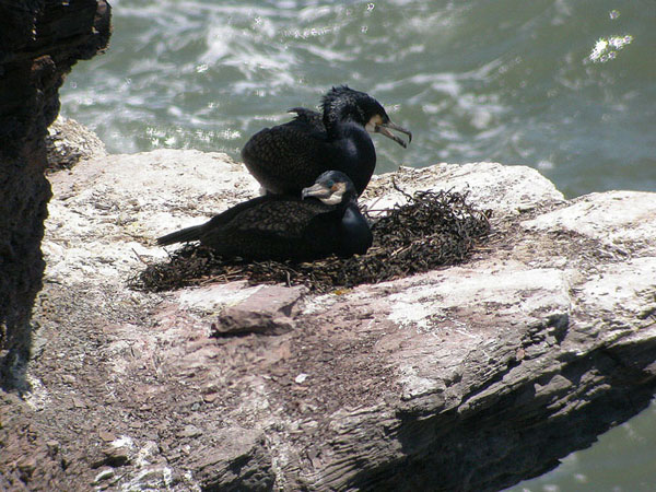 Great Cormorant