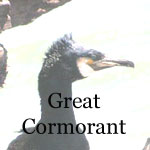 Great Cormorant