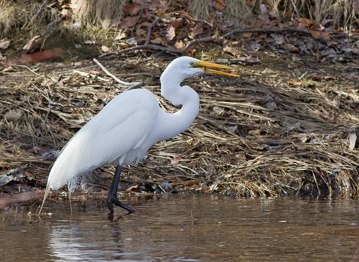 Great Egret