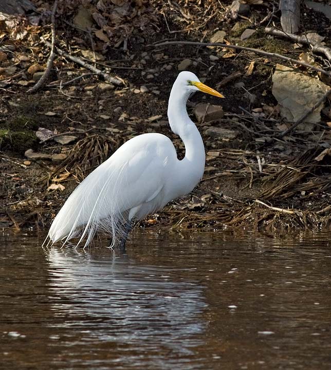 Great Egret