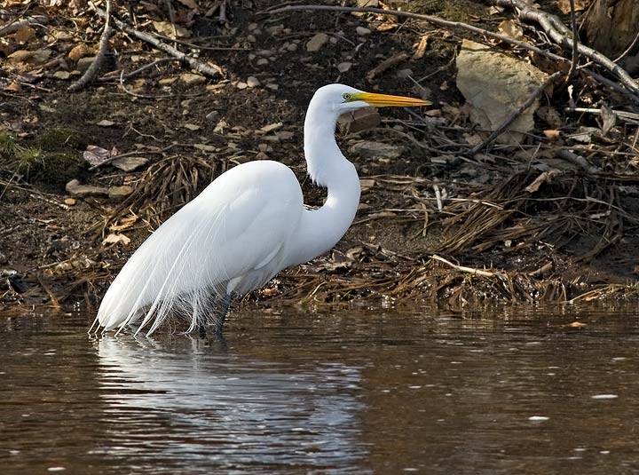 Great Egret