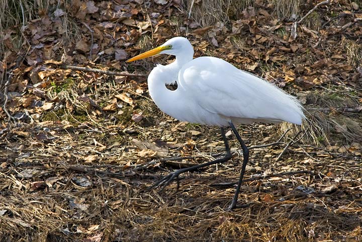 Great Egret