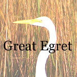 Great Egret