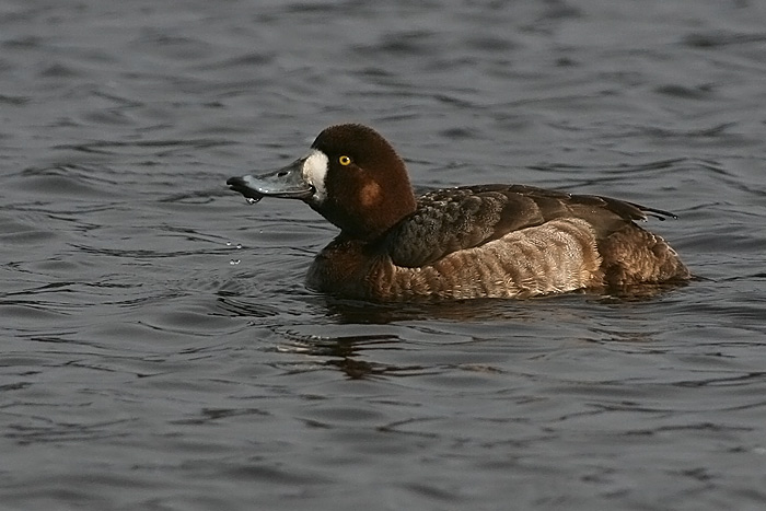 Greater Scaup