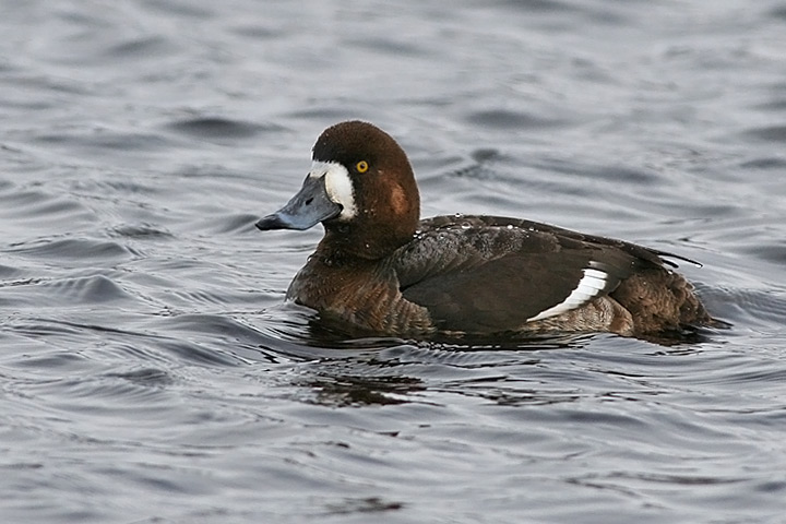 Greater Scaup