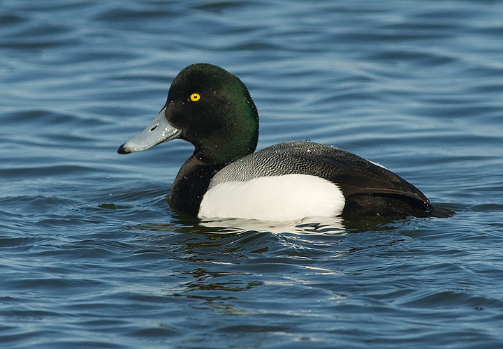 Greater Scaup