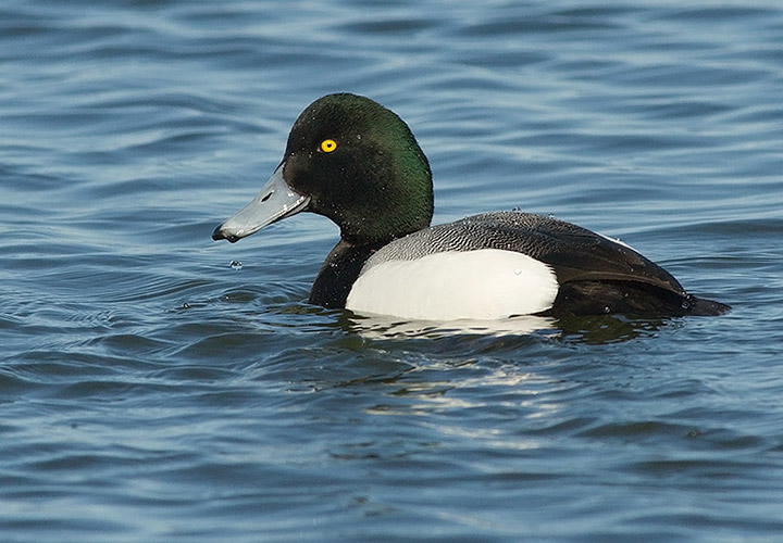 Greater Scaup