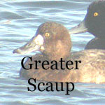 Greater Scaup