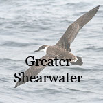 Greater Shearwater