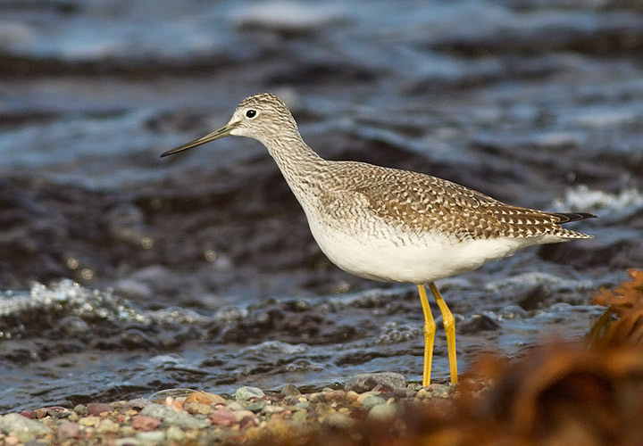 Greater Yellowlegs