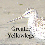 Greater Yellowlegs