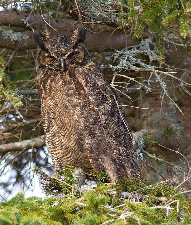 Great Horned Owl