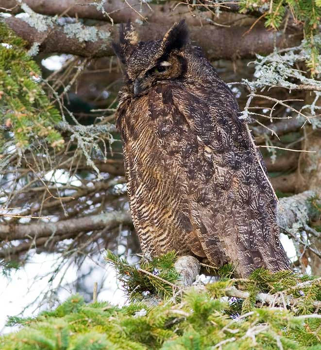 Great Horned Owl