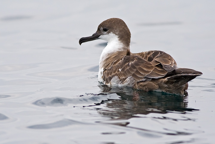 Great Shearwater