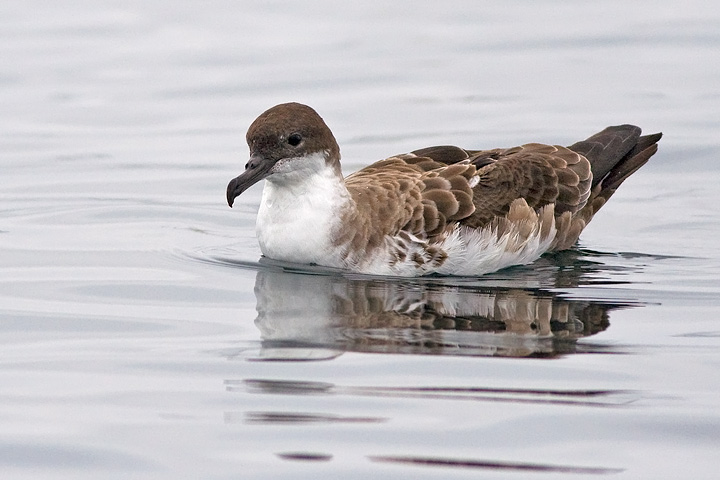 Great Shearwater