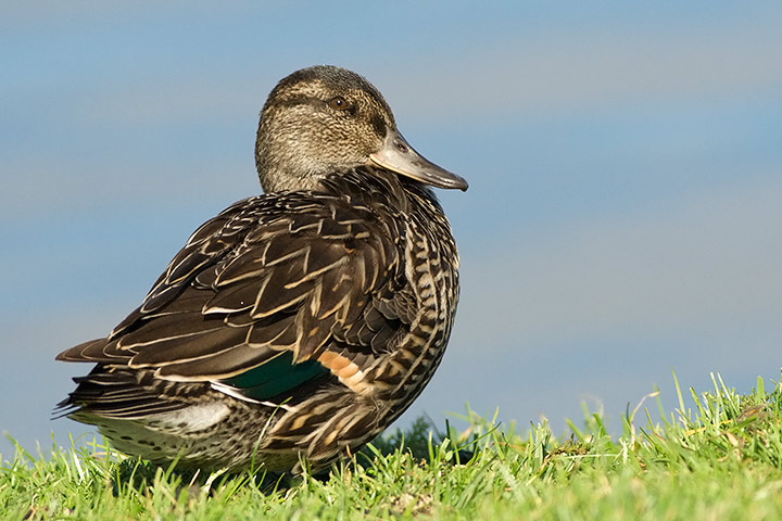 Green-winged Teal