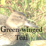 Green-winged Teal