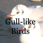 Jaegers, Gulls, Terns, Skimmers, plus Alcids