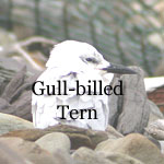 Gull-billed Tern