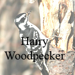 Hairy Woodpecker