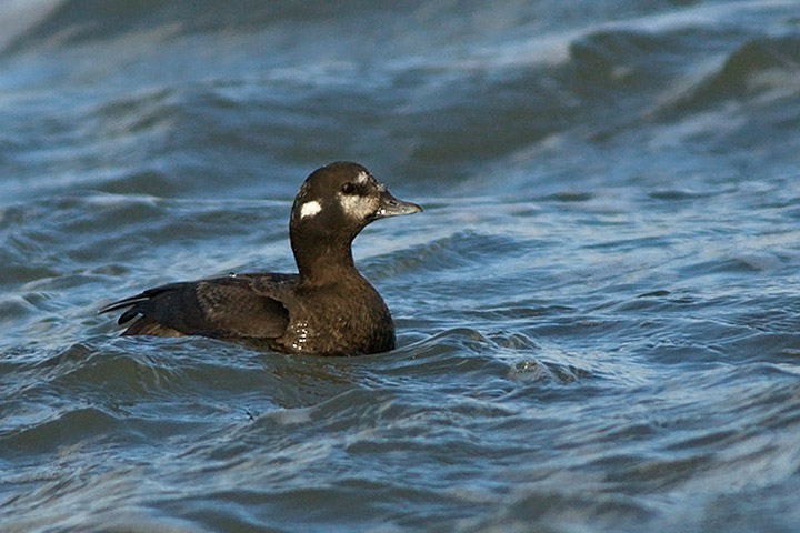 Harlequin Duck