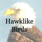 Osprey, Kites,Eagles, Hawks, Falcons