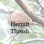 Hermit Thrush
