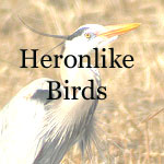 Bitterens, Herons, Egrets, Ibises