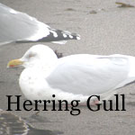 Herring Gull