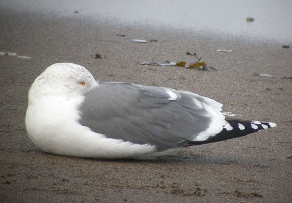 Great Black-backed Gull X Herring Gull