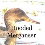 Hooded Merganser