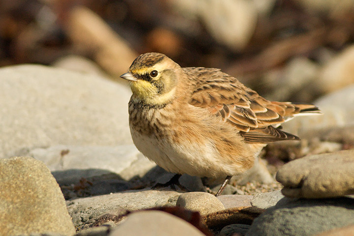 Horned Lark