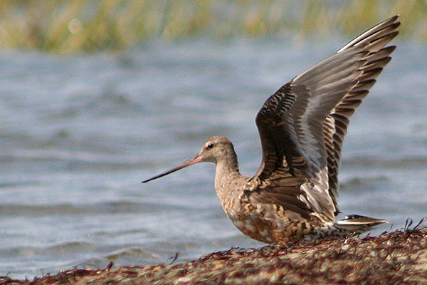 Hudsonian Godwit