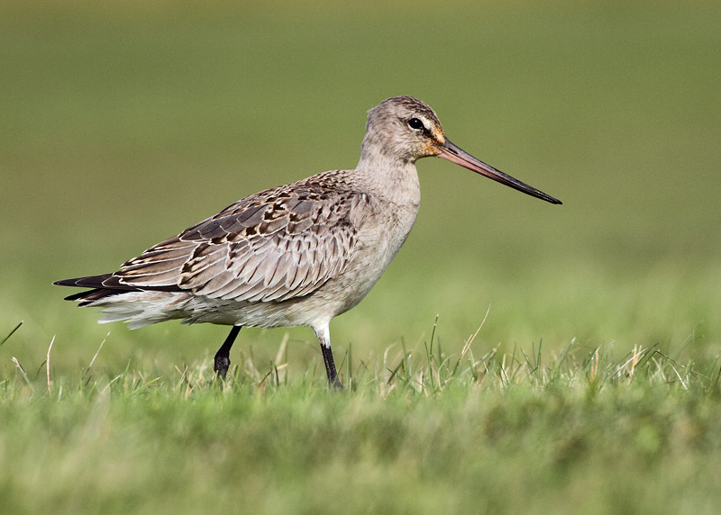 Hudsonian Godwit
