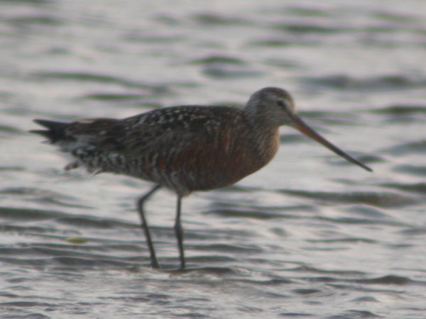 Hudsonian Godwits