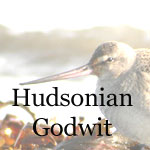 Hudsonian Godwit