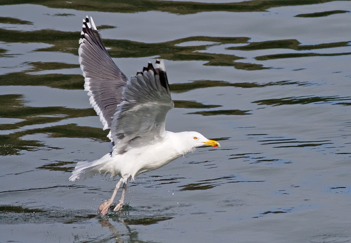 American Herring X Great Black-backed Gull