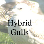 Hybrid Gulls