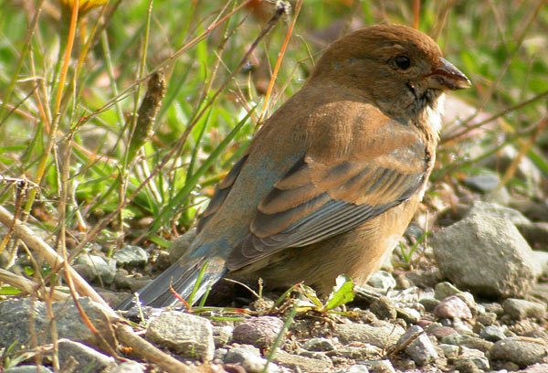 Indigo Bunting