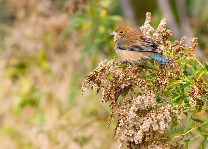 Indigo Bunting