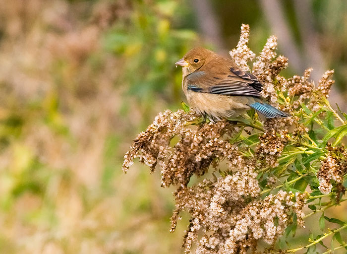 Indigo Bunting