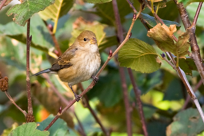 Indigo Bunting