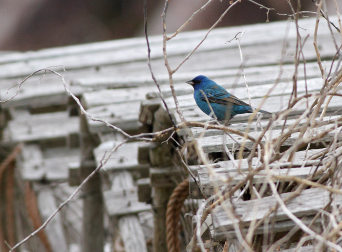 Indigo Bunting