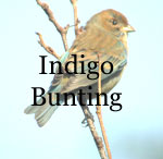 Indigo Bunting