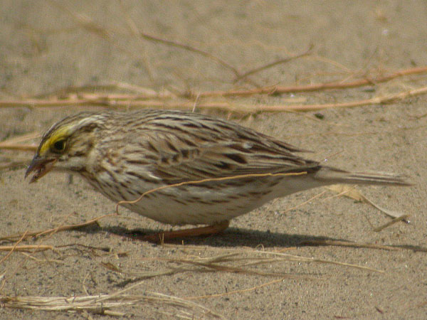 Ipswich Sparrow