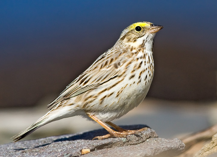 Ipswich Sparrow