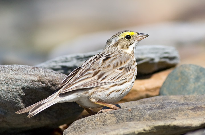 Ipswich Sparrow
